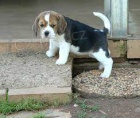 ml��n� �t���tka beagle pro adopci