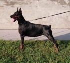 �t��ata dobermana na prodej
