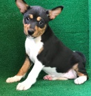 P��telsk� �t���tka Basenji k dispozici