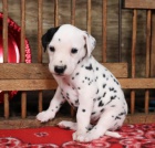 Hezk� �t���tka Dalmatin  p�ipravena hned