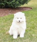 Miluj�c� �t��ata Samojed k adopci