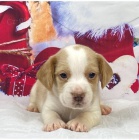 �t��ata beagle