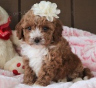 �t��ata Goldendoodle (mix pudl� / zlat�ch retreiver�) pro, ceny na webu budou sn�eny chceme je rozdat, jakmile to bude mo�n�, maj� skv�l� temperament a osobnost. V�echna na�e �t��ata jsou stoprocentn� �istokrevn�. Jsou zkontrolovan� veterin��em od licenc