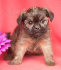 K dispozici �t��ata Affenpinscher 