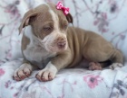 K dispozici �t��ata American Bully 