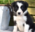 �t���tka border kolie k dispozici 