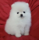 N�meck� trpasli�� �pic