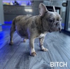 Francouzsk� buldo�ek