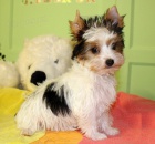 biewer yorkshire teri�r �t��ata na prodej.