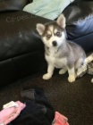 sibi�sk� husky �t��ata k adopci.