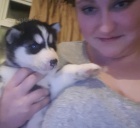 sibi�sk� husky �t��ata k adopci.