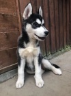 sibi�sk� husky �t��ata s modr�ma o�ima na prodej.