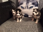 sibi�sk� husky �t��ata s modr�ma o�ima na prodej.