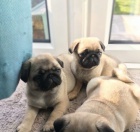 kr�sn� a zdrav� �t���tka b�ov�ho mopsl�ka na prodej