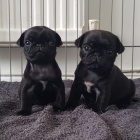 kr�sn� a zdrav� �t���tka �ern�ho mopsl�ka na prodej