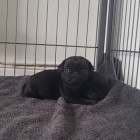 kr�sn� a zdrav� �t���tka �ern�ho mopsl�ka na prodej