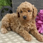 pudl� �t��ata na prodej.