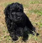 zdrav� �t��ata �ern�ho pudla na prodej.