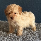 kr�sn� �t���tka pudla na prodej.