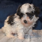 rozko�n� �t��ata b�l�ho a �ern�ho pudla na prodej.