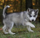 Kr�sn� �t���tka Pomskies na prodej (k��enec sibi�sk�ch a pomeransk�ch)