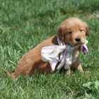 zlat� retr�vr hn�d� �t���tka na prodej.