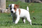 Hn�d� �t��ata Jack Russell na prodej.