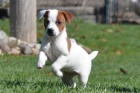 Hn�d� �t��ata Jack Russell na prodej.
