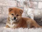 shiba inu d�t� �t��ata na prodej.