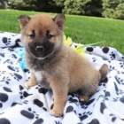 shiba inu �t��ata na prodej.