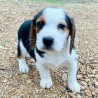 Kr�sn� a n�dhern� �t��ata b�gl� k prodeji.