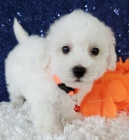 na prodej o�kovan� a od�erven� �t��ata Bichon.