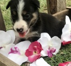 zdrav� a od�erven� �t��ata border kolie na prodej