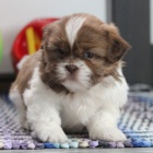 na prodej o�kovan� a od�erven� �t���tka fenky a pejska SHIH TZU
