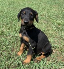 Prodej VELKOLEP� Doberman pin�.