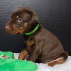 Prodej VELKOLEP� Doberman pin�.