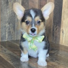 VELK� Pembroke Welsh Corgi �t��ata �t��ata na prodej.