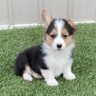 �t��ata Pembroke Welsh Corgi FENY A MU�E na prodej.