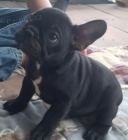 �ern� francouzsk� buldo�ek �t��ata na prodej.