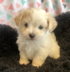 rozko�n� a zdrav� �t��ata havansk�ch ps� a samic na prodej.