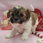 Havanese �t��ata na prodej.