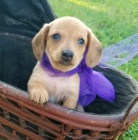 �t��ata jezev��k� na prodej