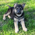 samice a samci o�kovan� a od�erven� �t��ata n�meck�ch ov��k� na prodej