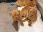 samice a samci o�kovan� a od�erven� dogue de bordeaux �t��ata na prodej