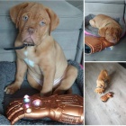 �t��ata dogue de bordeaux na prodej