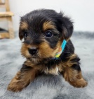 Rozko�n� a kr�sn� miniaturn� �t��ata 