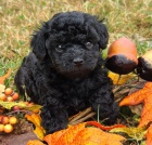 �t��ata �ern�ho pudla na prodej.