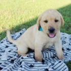 Zdrav� �t��ata labradorsk�ho retr�vra na prodej.