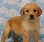 na prodej o�kovan� a od�erven� �t��ata zlat�ho retr�vra.