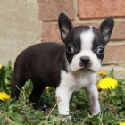 hygienicky a soci�ln� vy�kolen� �t��ata bostonsk�ch teri�r� na prodej.